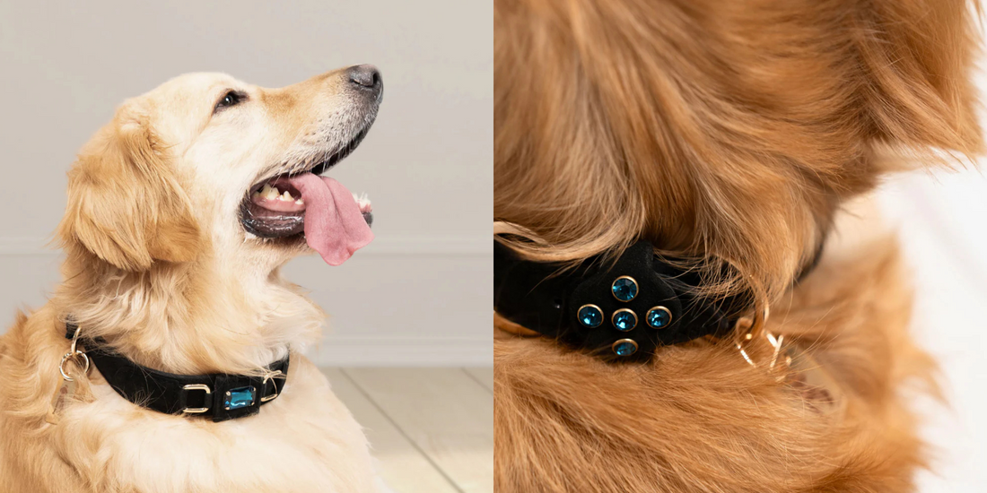 Which Dog Neck Collar Is Best for Your Pet’s Comfort and Safety?