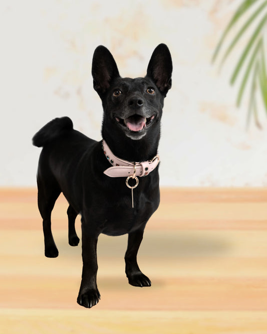 Welcome to Bruni Boi: Where Luxury Meets Pet Care