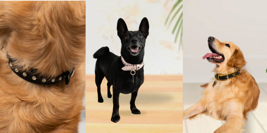 Is a Dog Collar With a Name Tag Really Necessary?
