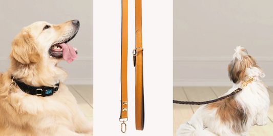 Leash vs. Harness: Which Is Better for Walking Your Dog?