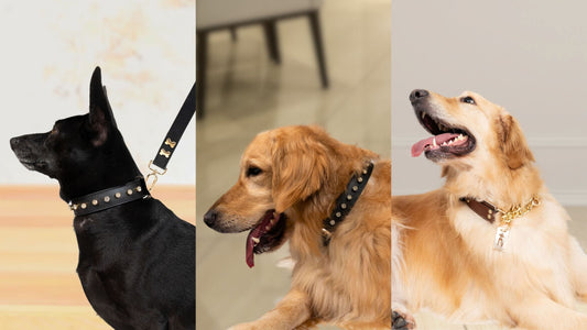How to Choose the Perfect Dog Collar for Your Pet in India