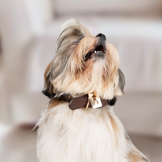Discover Bruni Boi — Redefining Pet Luxury