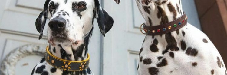 Bruni Boi Premium Collar Collection