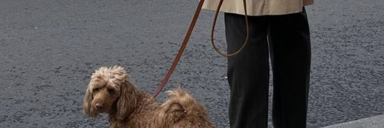 Bruni Boi Premium Leash Collection