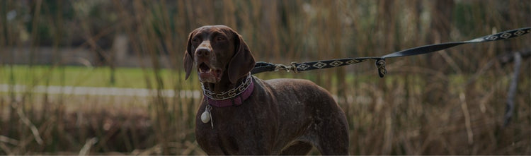 Bruni Boi Premium Leash Collection
