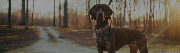 Bruni Boi Premium Collar Collection