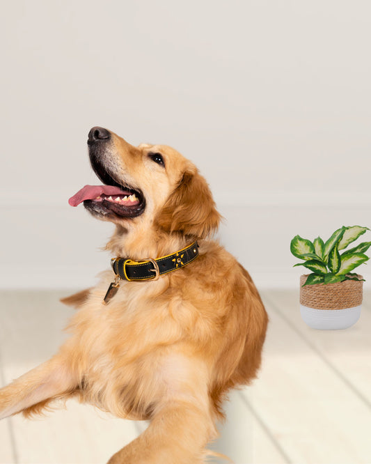 The Starstruck Collar