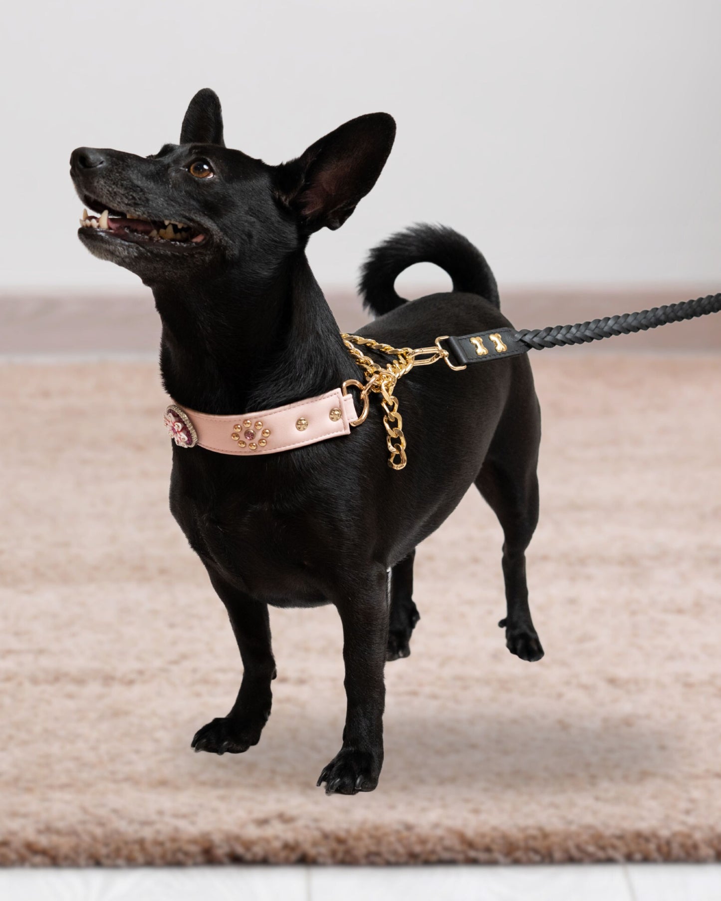 The Tiera Collar