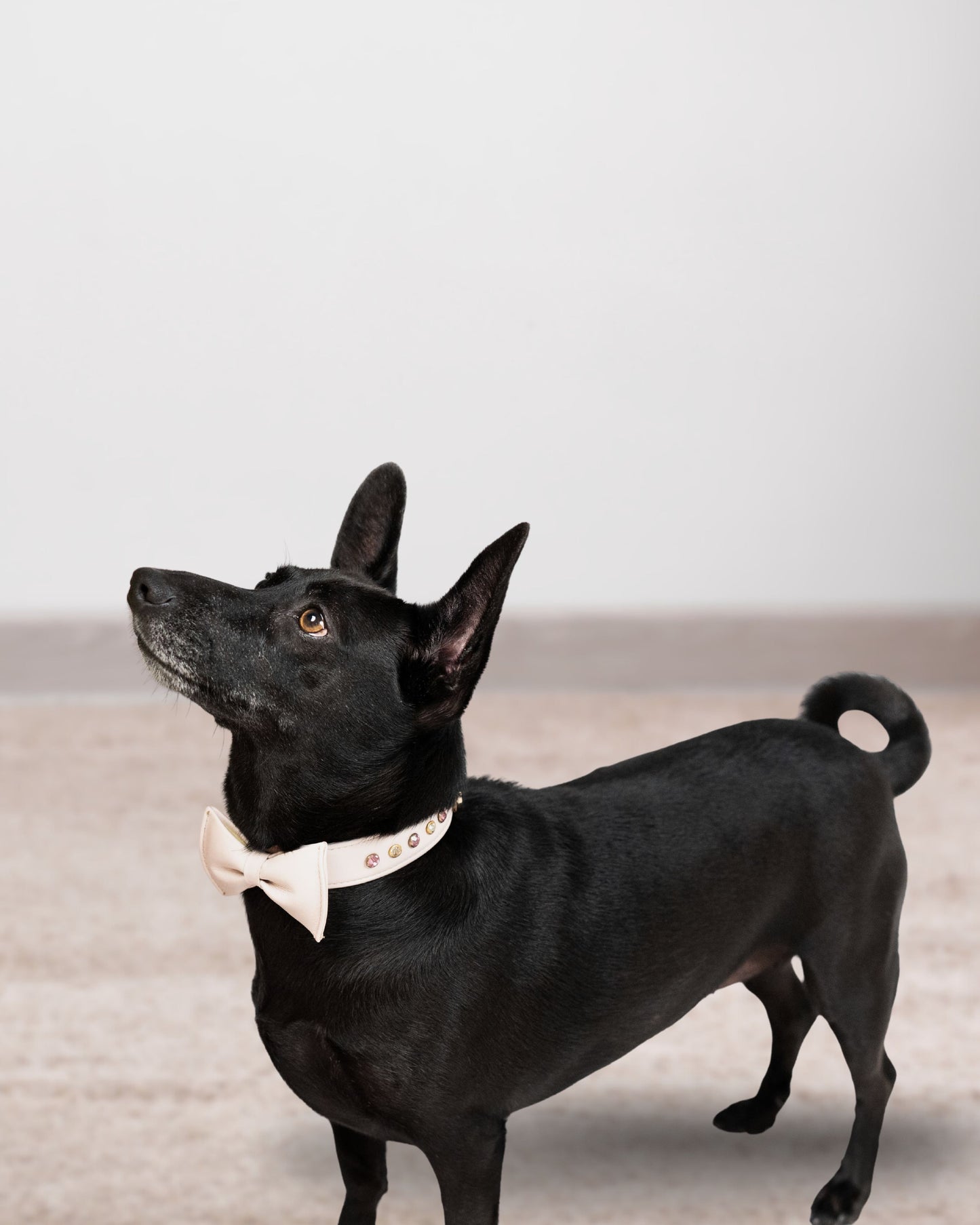 The Muse Bow Collar