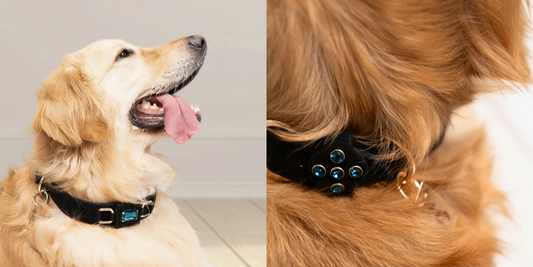Which Dog Neck Collar Is Best for Your Pet’s Comfort and Safety?