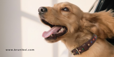 The Importance of Proper Fit: What Every Dog Owner Should Know