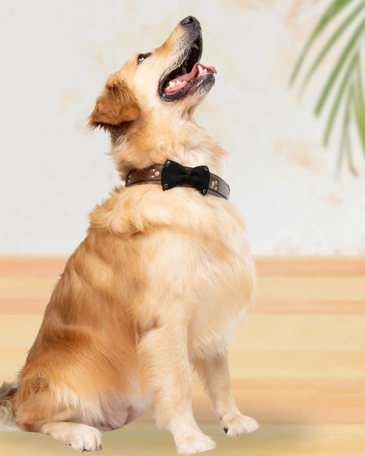 The Duke Collar