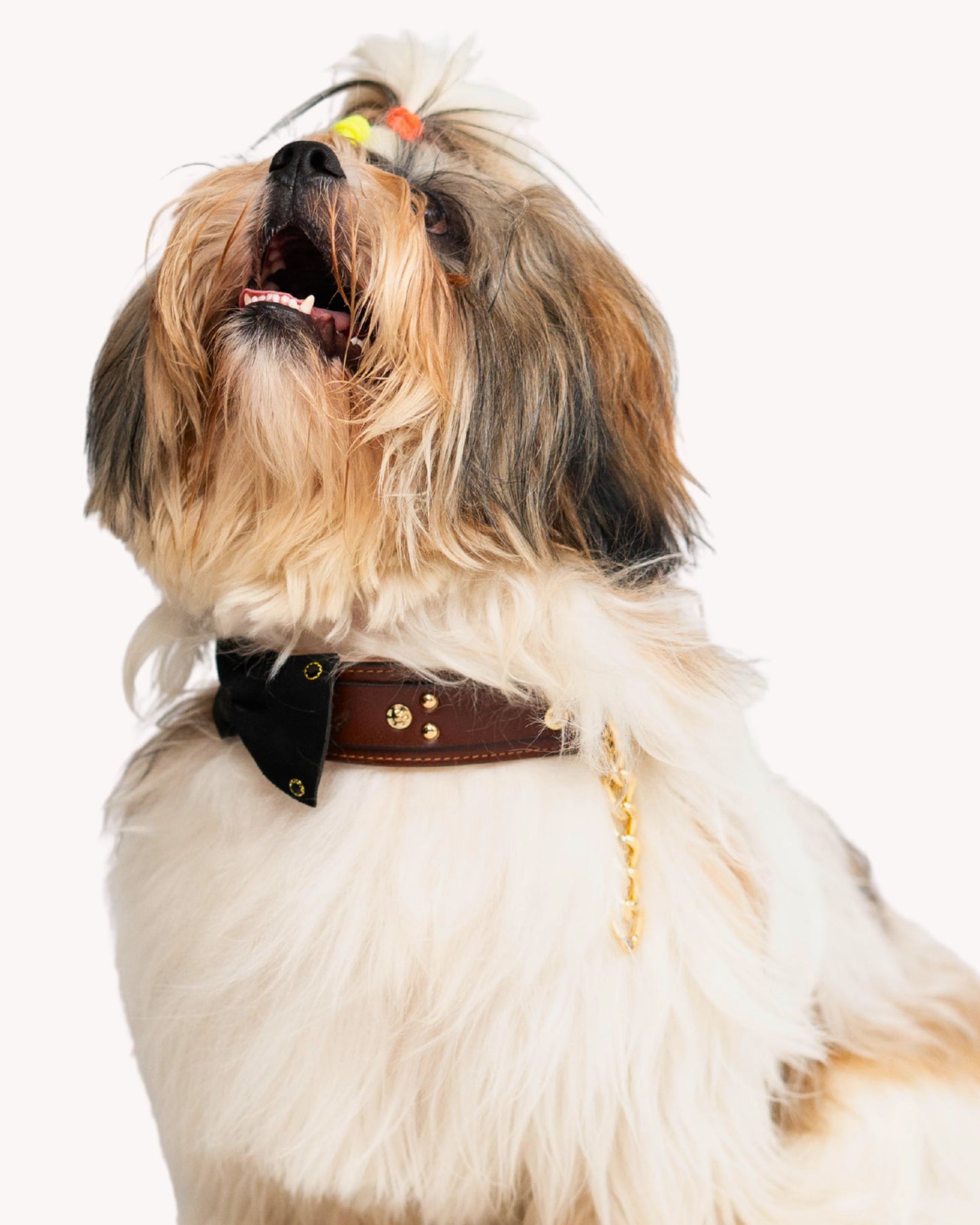The Duke Collar