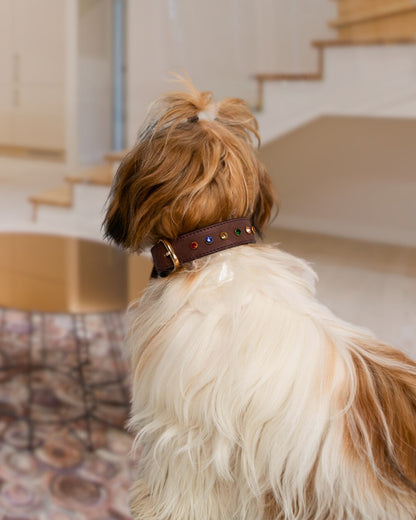 The Ember Collar