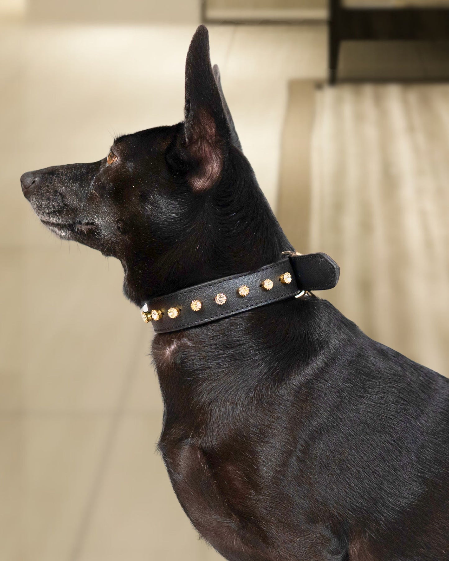 The Noir Collar