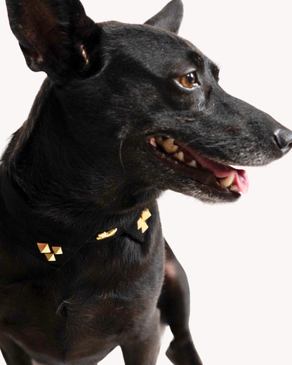 The Rebel Collar