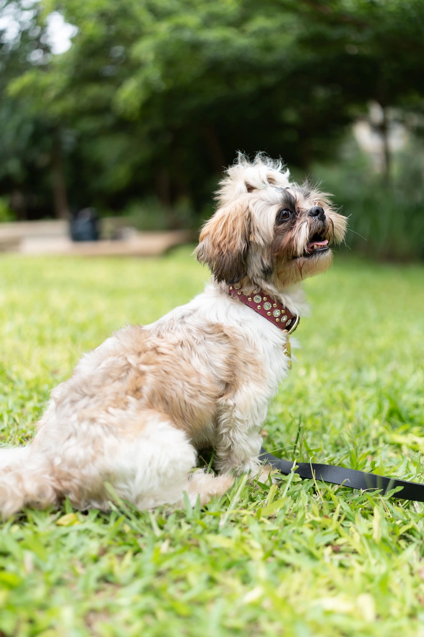 The Royale Collar