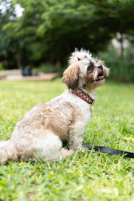 The Royale Collar