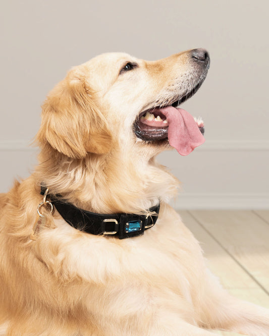 The Nova Collar
