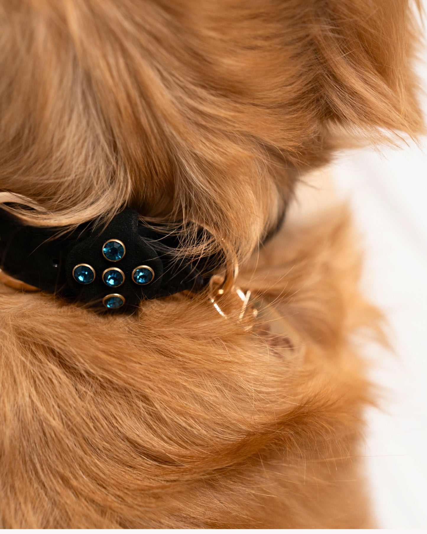 The Nova Collar