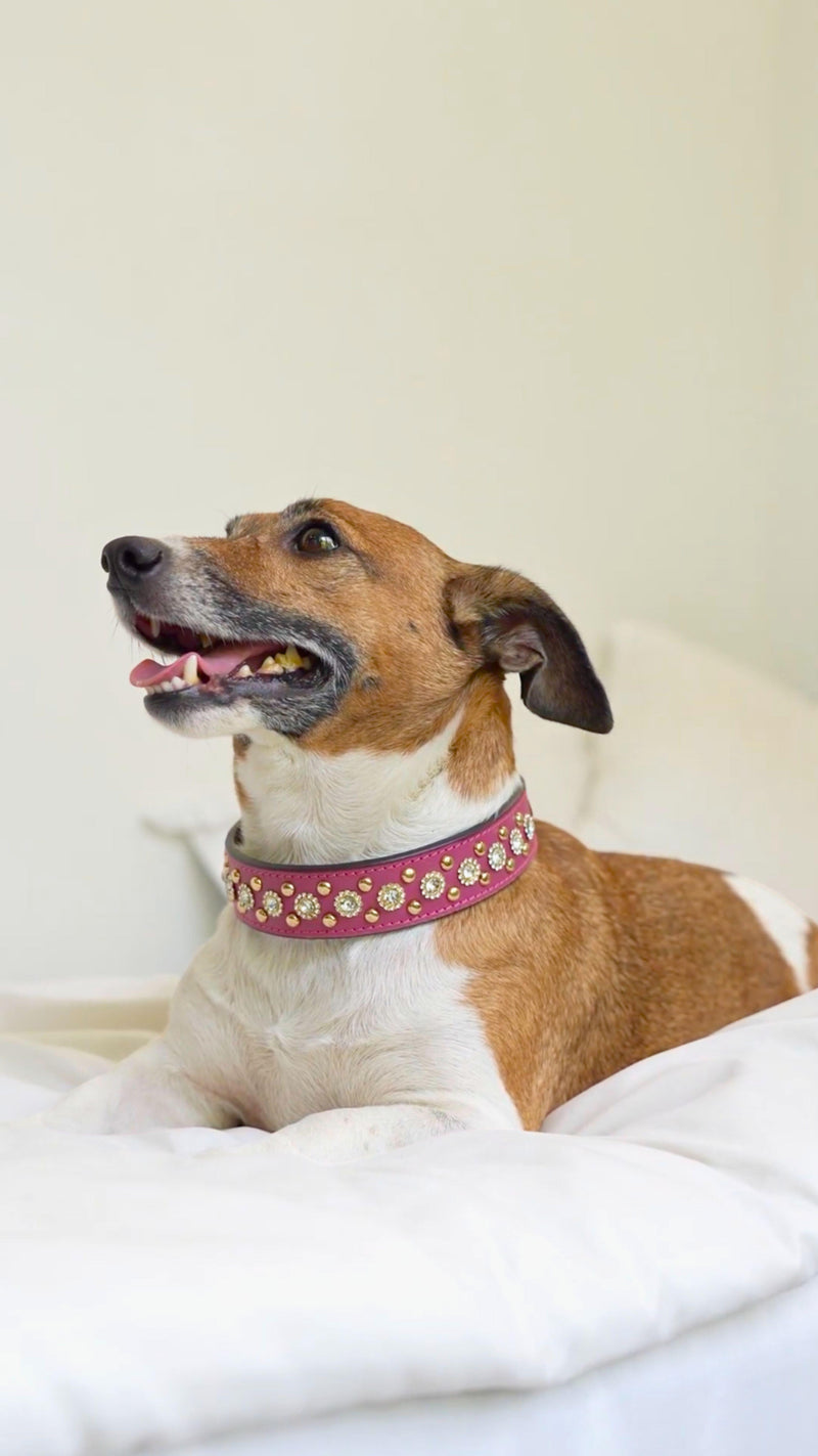 Premium leather dog collar for small dogs with stylish studs 