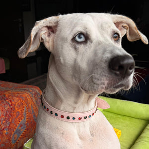 Angel, a happy BruniBoi customer, smiling while holding her pet and sharing her positive experience with BruniBoi’s premium pet accessories.