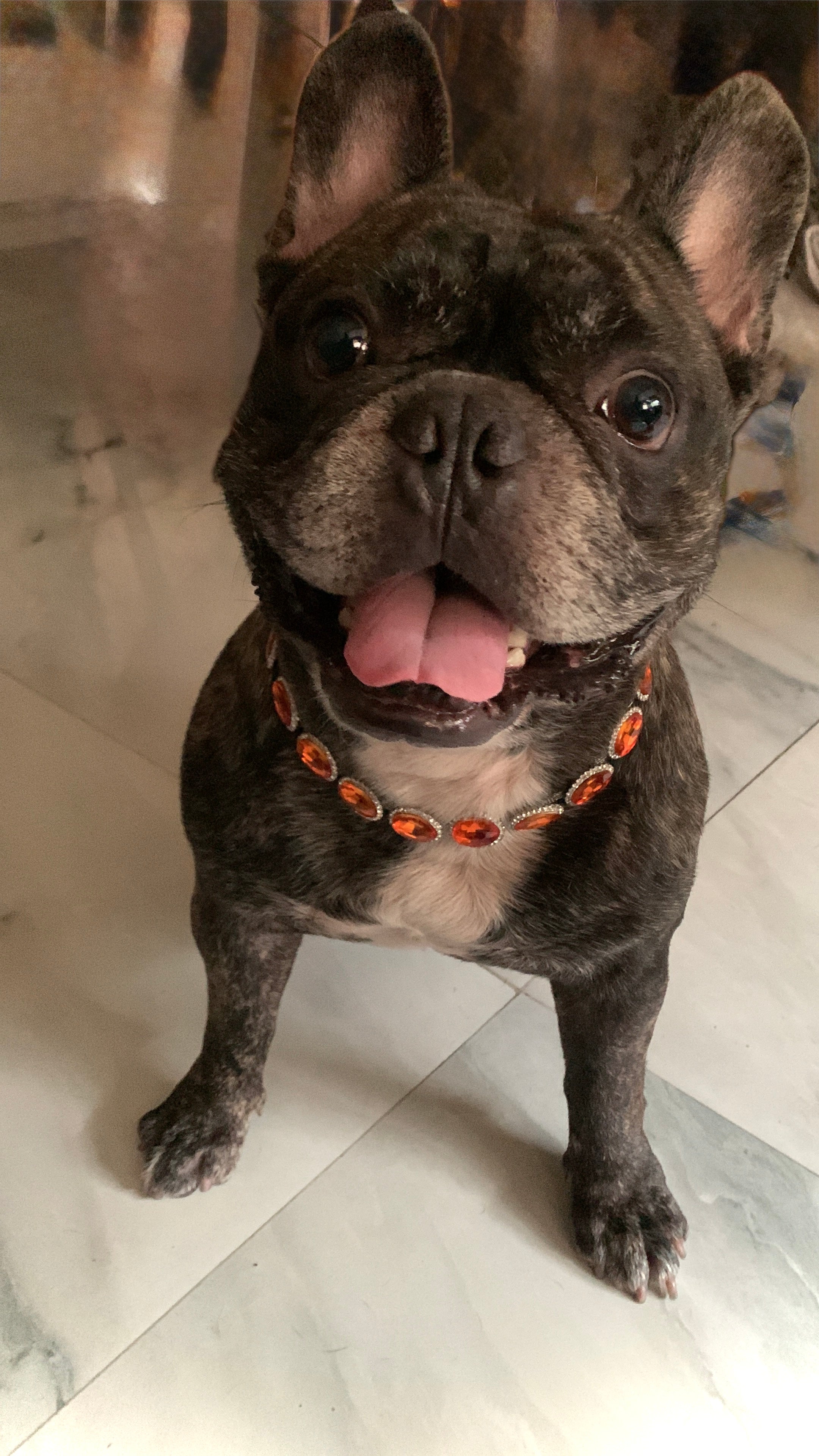 Bruni Boi Pet Accessories